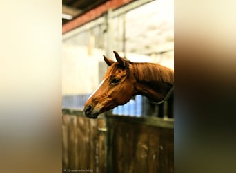 Westfale, Stute, 8 Jahre, 164 cm, Fuchs
