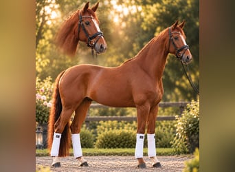 Westfale, Stute, 8 Jahre, 164 cm, Fuchs