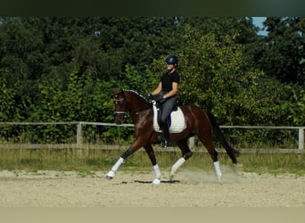 Westfale, Stute, 8 Jahre, 165 cm, Brauner
