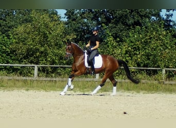 Westfale, Stute, 8 Jahre, 165 cm, Brauner