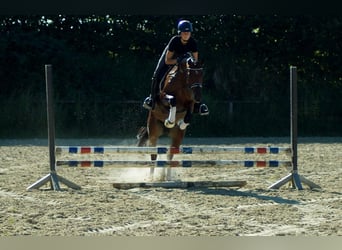 Westfale, Stute, 8 Jahre, 165 cm, Brauner