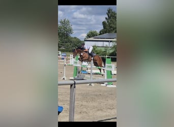 Westfale, Stute, 8 Jahre, 165 cm, Brauner