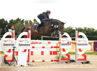 Westfale, Stute, 8 Jahre, 165 cm, Brauner