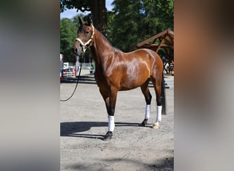 Westfale, Stute, 8 Jahre, 165 cm, Brauner