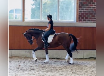 Westfale, Stute, 8 Jahre, 165 cm