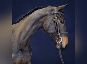 Westfale, Stute, 8 Jahre, 165 cm, Dunkelbrauner