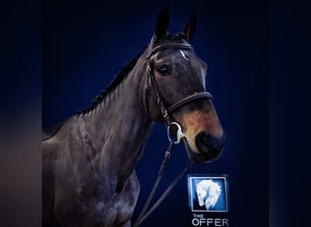 Westfale, Stute, 8 Jahre, 165 cm, Dunkelbrauner