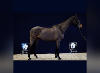 Westfale, Stute, 8 Jahre, 165 cm, Dunkelbrauner