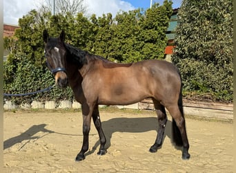 Westfale, Stute, 8 Jahre, 165 cm, Dunkelbrauner