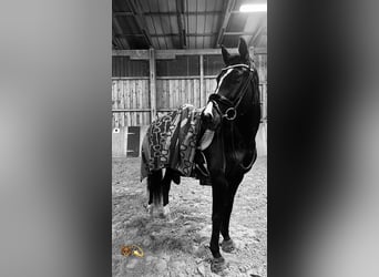 Westfale, Stute, 8 Jahre, 165 cm, Rappe