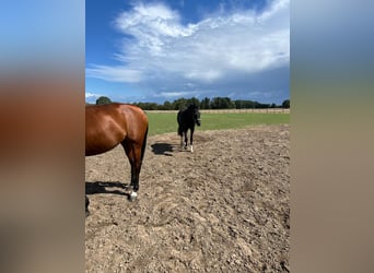 Westfale, Stute, 8 Jahre, 165 cm, Schwarzbrauner