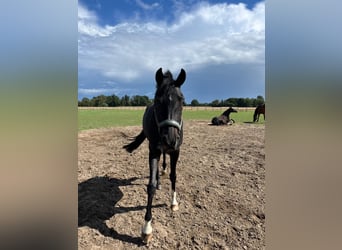 Westfale, Stute, 8 Jahre, 165 cm, Schwarzbrauner