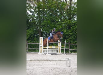 Westfale, Stute, 8 Jahre, 166 cm, Brauner