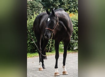 Westfale, Stute, 8 Jahre, 166 cm, Rappe