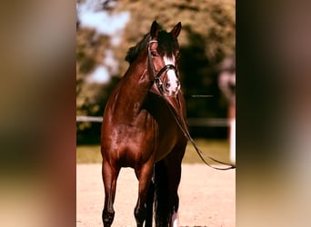 Westfale, Stute, 8 Jahre, 167 cm, Brauner