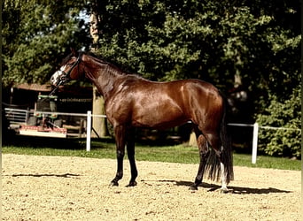 Westfale, Stute, 8 Jahre, 167 cm, Brauner