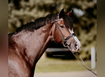 Westfale, Stute, 8 Jahre, 167 cm, Brauner