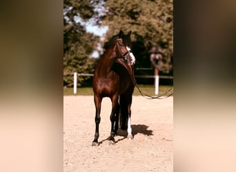 Westfale, Stute, 8 Jahre, 167 cm, Brauner