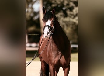 Westfale, Stute, 8 Jahre, 167 cm, Brauner