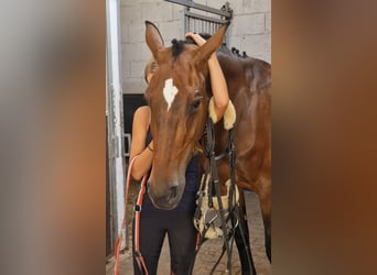 Westfale, Stute, 8 Jahre, 167 cm, Brauner