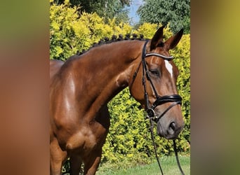 Westfale, Stute, 8 Jahre, 167 cm, Brauner