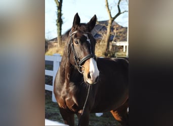 Westfale, Stute, 8 Jahre, 167 cm, Dunkelbrauner
