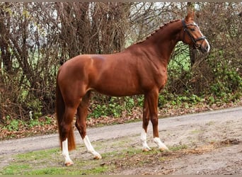 Westfale, Stute, 8 Jahre, 167 cm, Fuchs
