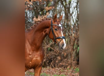 Westfale, Stute, 8 Jahre, 167 cm, Fuchs