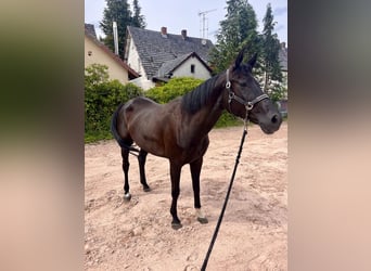 Westfale, Stute, 8 Jahre, 167 cm, Rappe