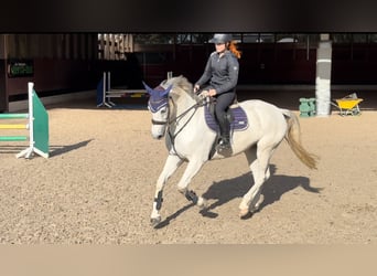 Westfale, Stute, 8 Jahre, 167 cm, Schimmel