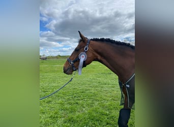 Westfale, Stute, 8 Jahre, 168 cm, Brauner