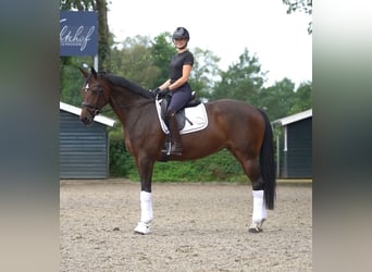 Westfale, Stute, 8 Jahre, 168 cm, Brauner