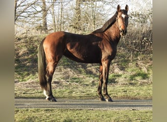 Westfale, Stute, 8 Jahre, 168 cm, Brauner