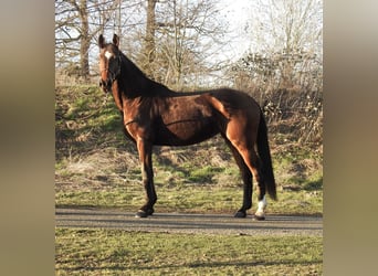 Westfale, Stute, 8 Jahre, 168 cm, Brauner