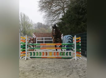 Westfale, Stute, 8 Jahre, 168 cm, Brauner