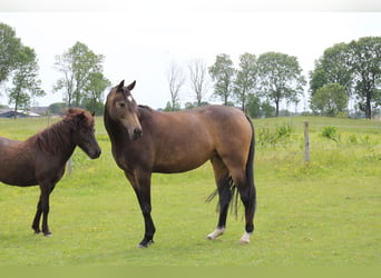 Westfale, Stute, 8 Jahre, 168 cm, Buckskin