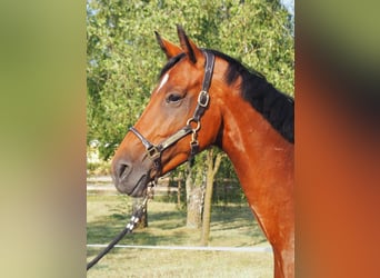 Westfale, Stute, 8 Jahre, 168 cm, Dunkelbrauner