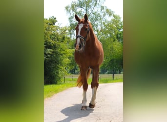 Westfale, Stute, 8 Jahre, 168 cm, Fuchs