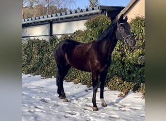 Westfale, Stute, 8 Jahre, 168 cm, Rappe