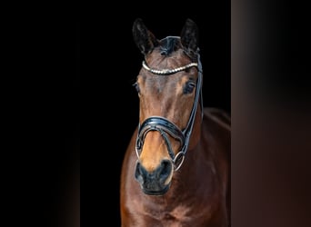 Westfale, Stute, 8 Jahre, 169 cm, Brauner