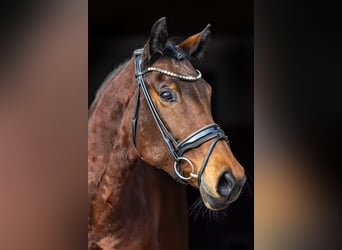 Westfale, Stute, 8 Jahre, 169 cm, Brauner