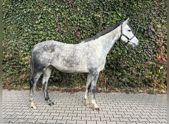 Westfale, Stute, 8 Jahre, 169 cm, Schimmel
