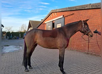 Westfale, Stute, 8 Jahre, 170 cm, Brauner