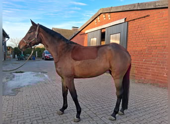 Westfale, Stute, 8 Jahre, 170 cm, Brauner