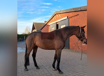 Westfale, Stute, 8 Jahre, 170 cm, Brauner