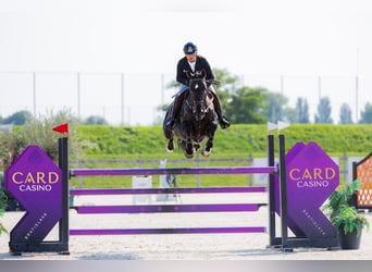 Westfale, Stute, 8 Jahre, 170 cm, Dunkelbrauner