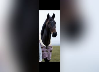 Westfale, Stute, 8 Jahre, 170 cm