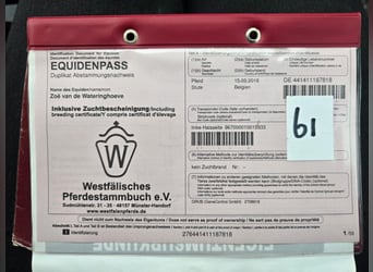 Westfale, Stute, 8 Jahre, 170 cm, Fuchs