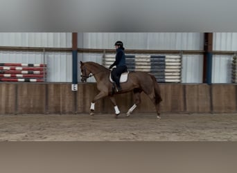 Westfale, Stute, 8 Jahre, 170 cm, Fuchs