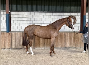 Westfale, Stute, 8 Jahre, 170 cm, Fuchs